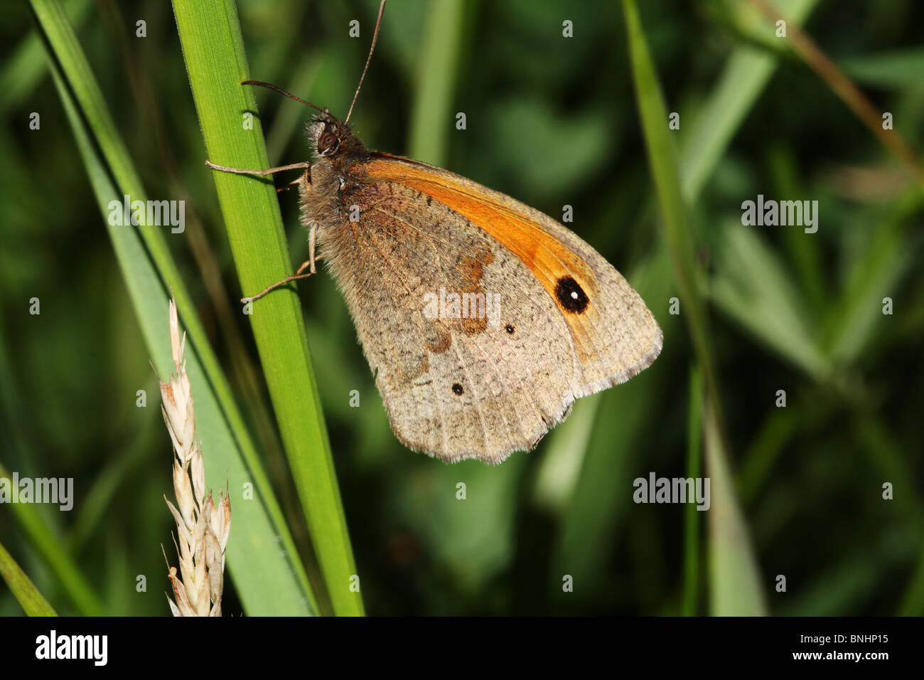 Meadow Brown Butterfly Maniola jurtina Family Nymphalidae a grassland butterfly Stock Photo
