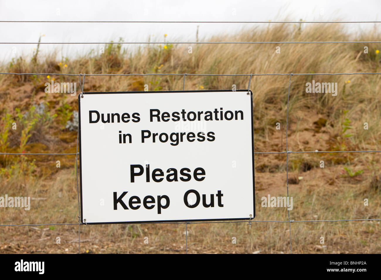 A dune restoration project at the Point of Ayr on the North Wales coast. Stock Photo