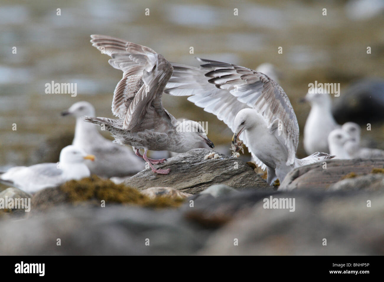 Juvenile herring gulls (Larus argentatus) sharing food. One is