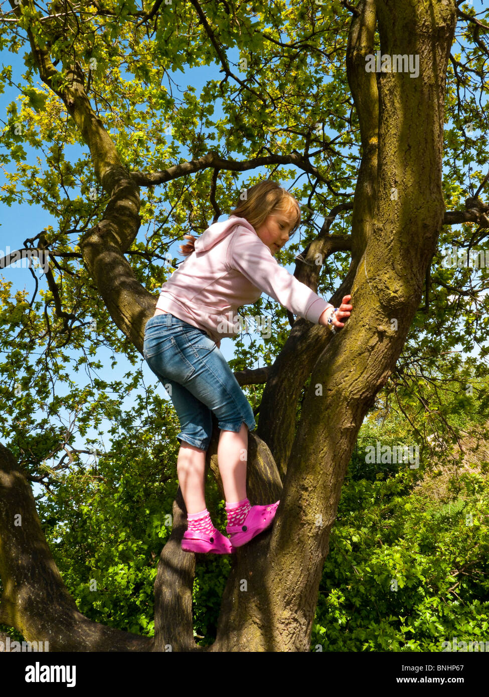 Eight year old blonde girl climbing a tree wearing blue jeans and a pink fleece top Stock Photo