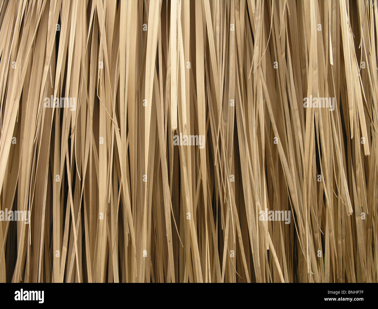 Bast fibres fibers plant plants detail close-up nature palm palms Stock Photo