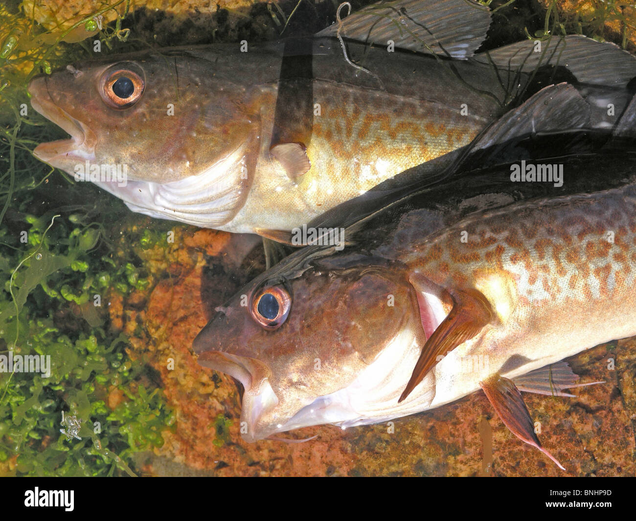 Atlantic cod fisher hires stock photography and images Alamy