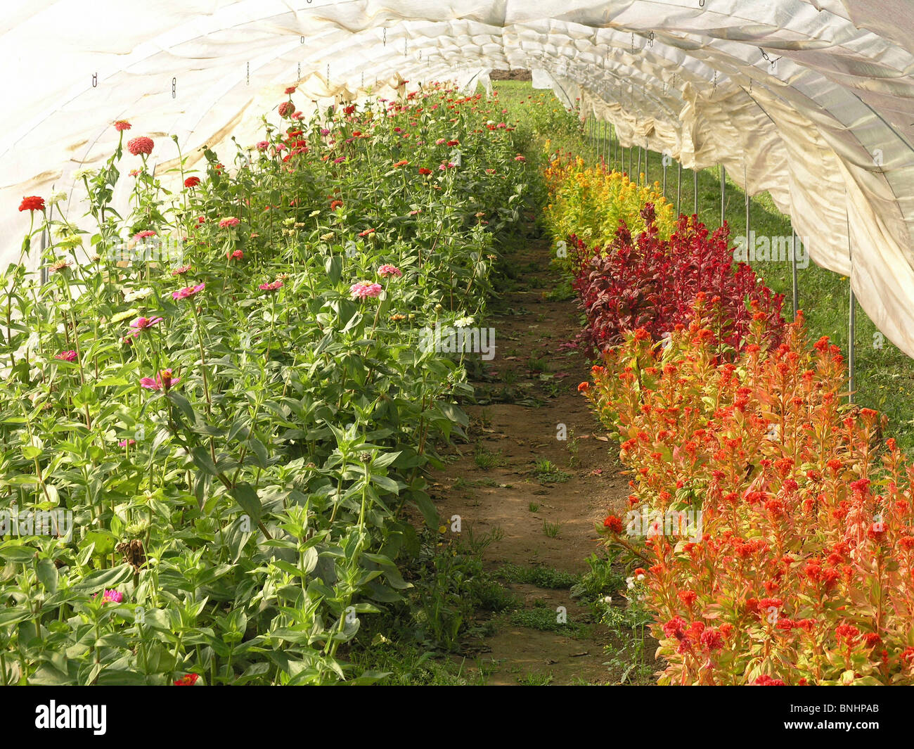 Switzerland market garden cover covered plants field agriculture farming greenhouse gardening inside flowers flowering Stock Photo