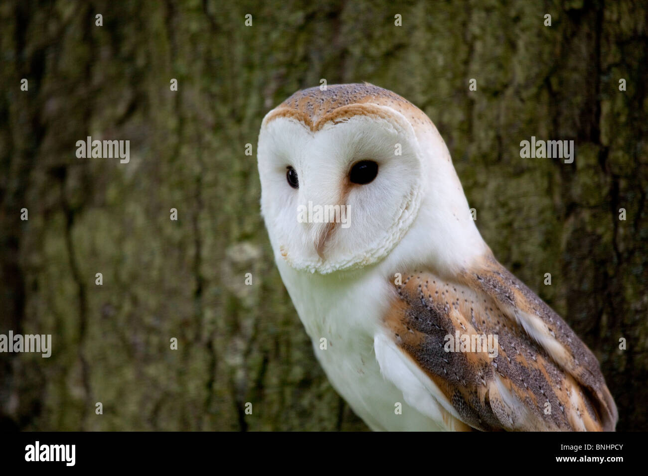 Barn Owl Tyto Alba close up headshot taken under controlled conditions Stock Photo
