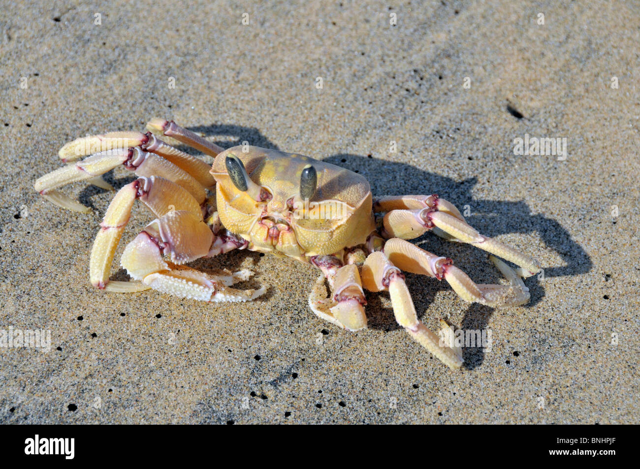 South Africa Africa Ghost crab Ocypode spec iSimangaliso Wetland Park sand sandy beach sea coast ocean fauna nature Stock Photo