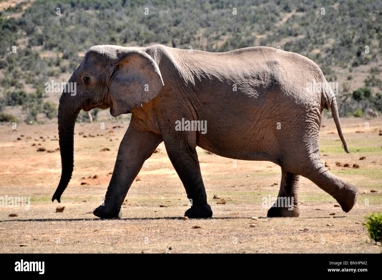 Addo Elephant National Park Africa elephant Loxodonta africana South Africa African elephant Loxodonta africana one animal Stock Photo