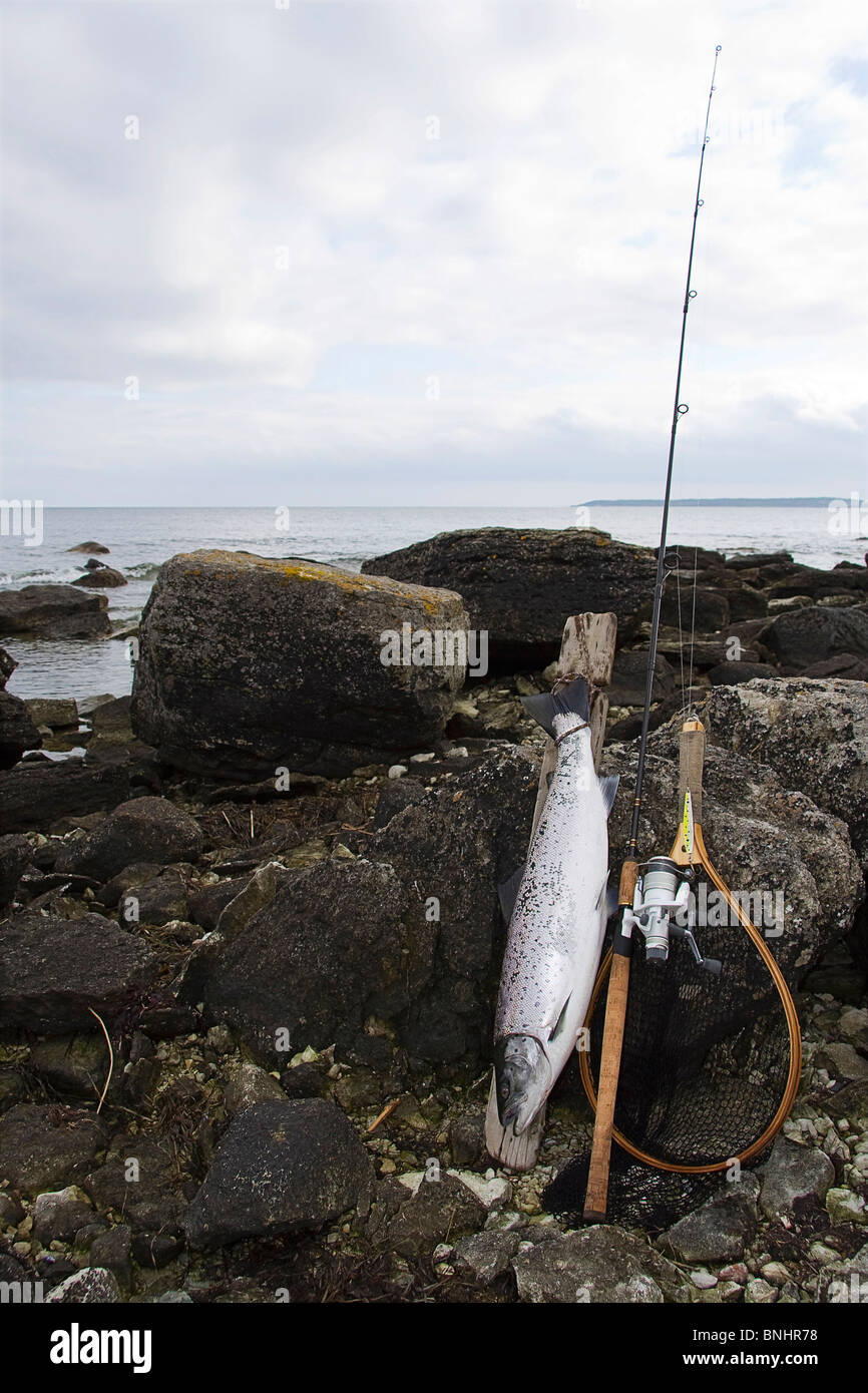 Activity Fish Fishing Leisure Pole Salmon Rock Sea Scandinavia Net