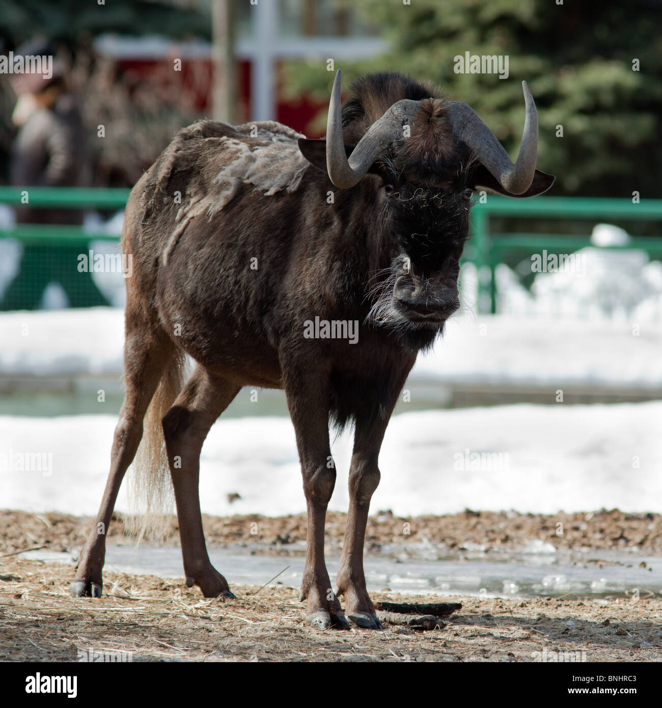 Black Wildebeest, White-tailed gnu, Connochaetes gnou. The animal is in a zoo. Stock Photo