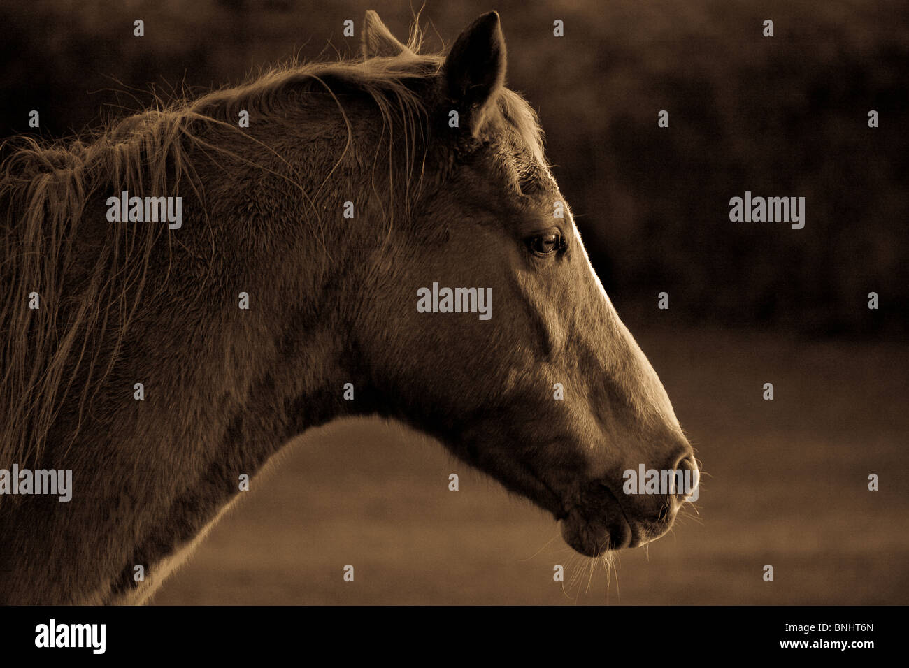 Sepia toned image of a horses head Stock Photo