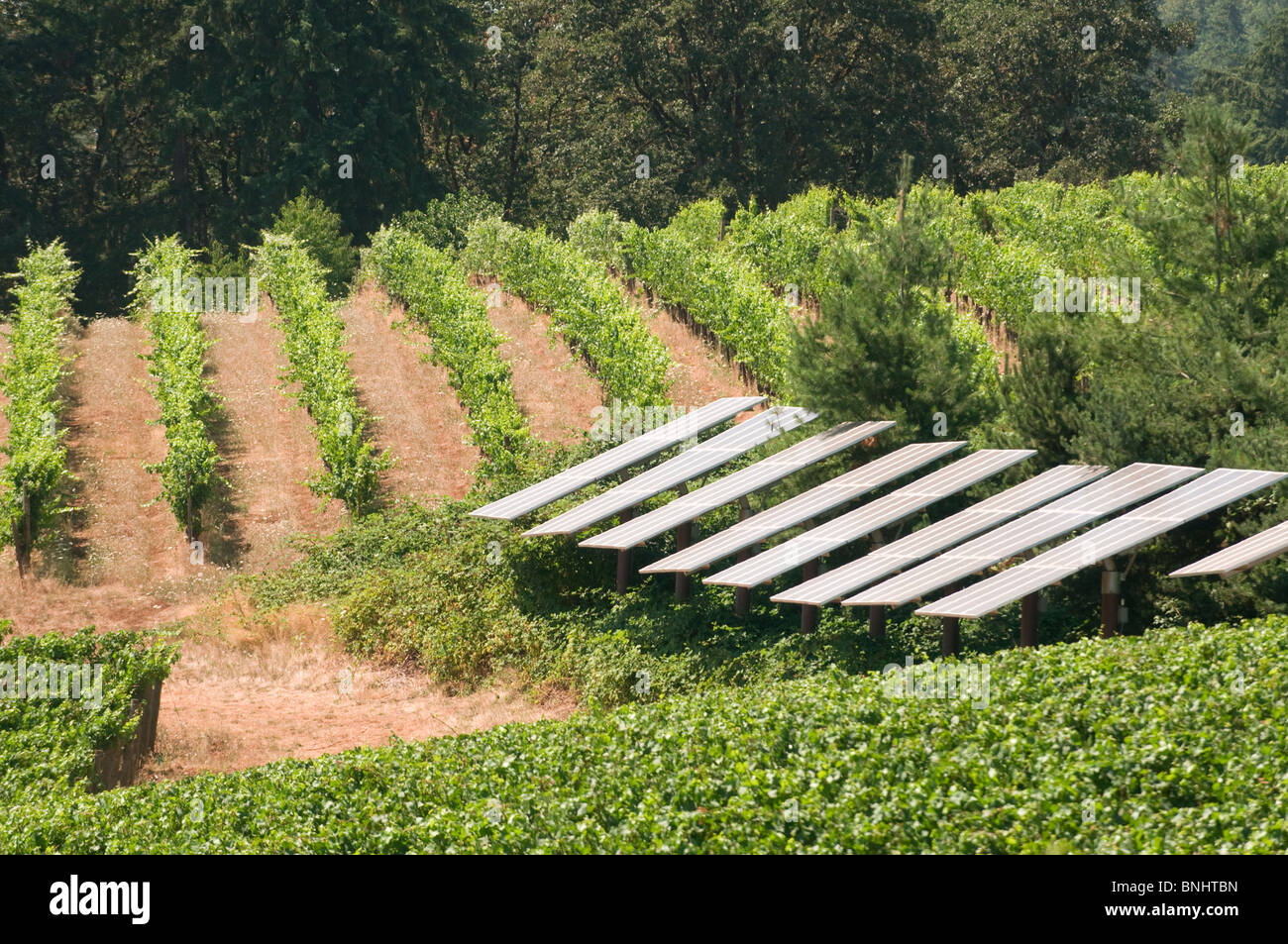 Sokol Blosser Winery Vineyards; near McMinnville ; Oregon