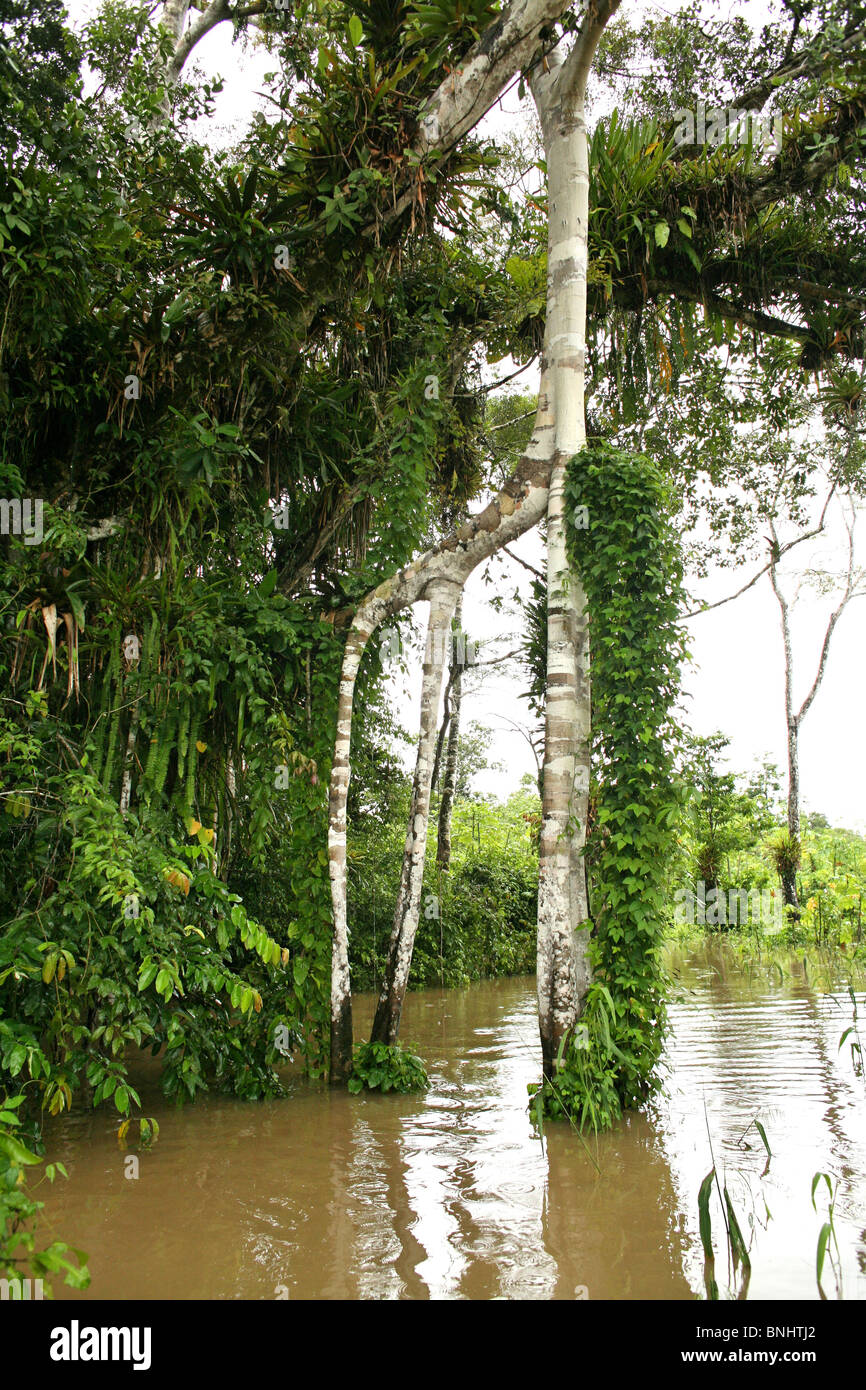 Pevas Peru Amazon rainforest Amazonia Jungle forest tropics tropical