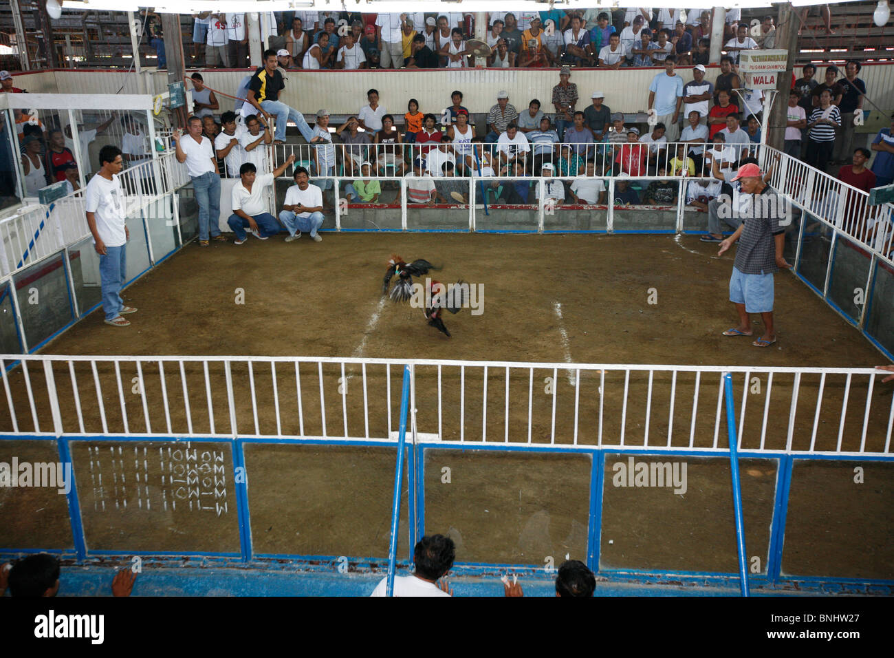 Philippines Asia Luzon island cockfighting Cockfight animal fight animal  cruelty bets people two roosters bloody event Stock Photo - Alamy