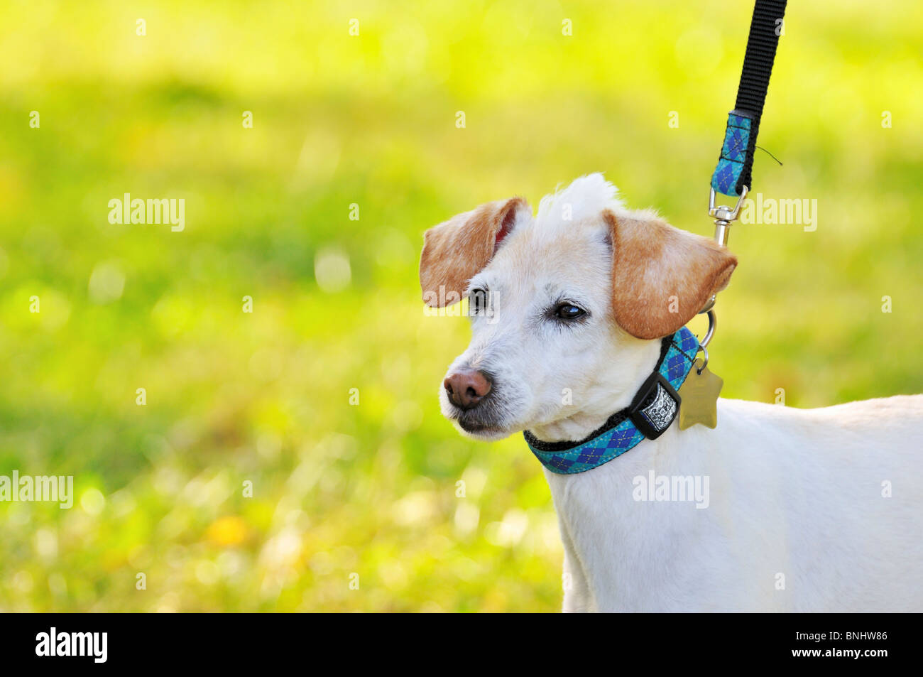A small dog with a Mohawk on a leash, dog also bears a name tag. Shot at dusk. Stock Photo