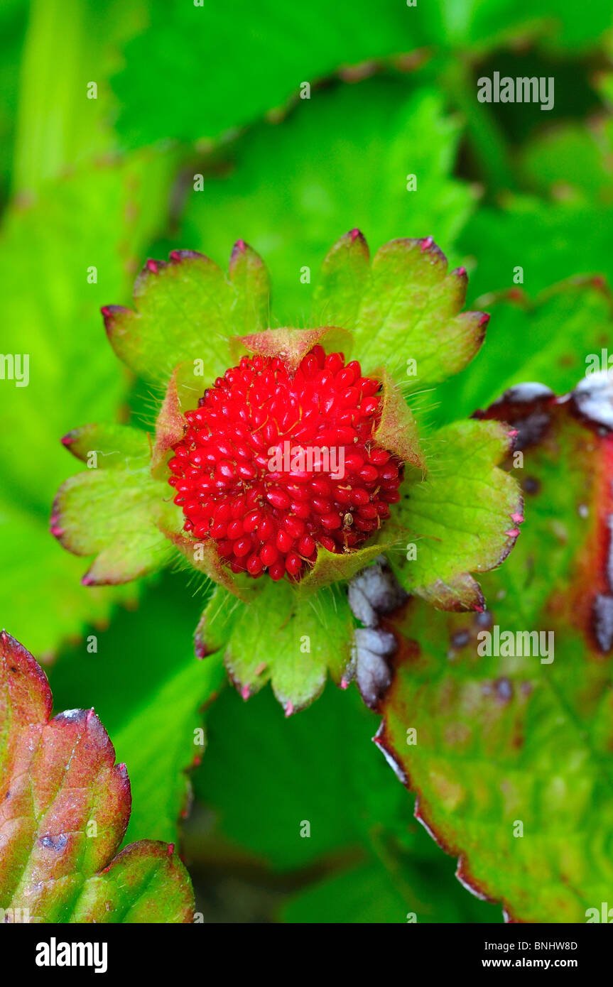 Wild Strawberry Plant Stock Photo