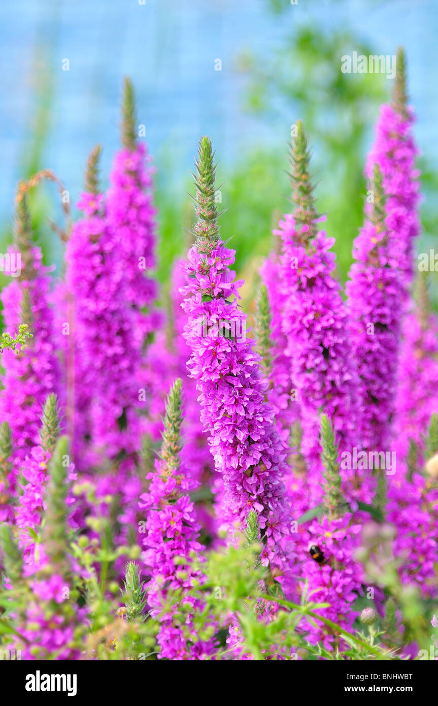 Tall flower spikes hires stock photography and images Alamy