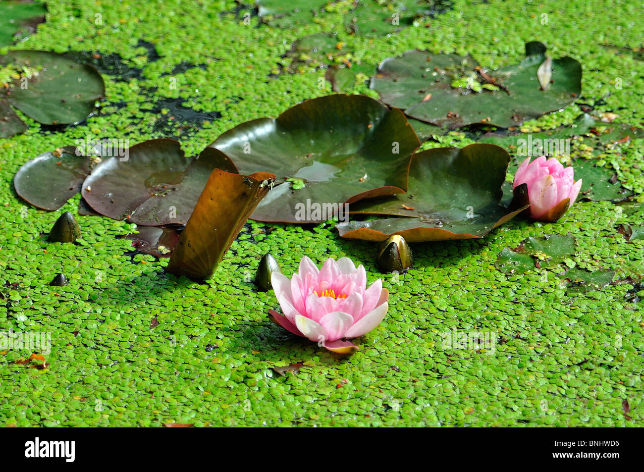 Pink Water Lilies & Duck weed in pond Stock Photo