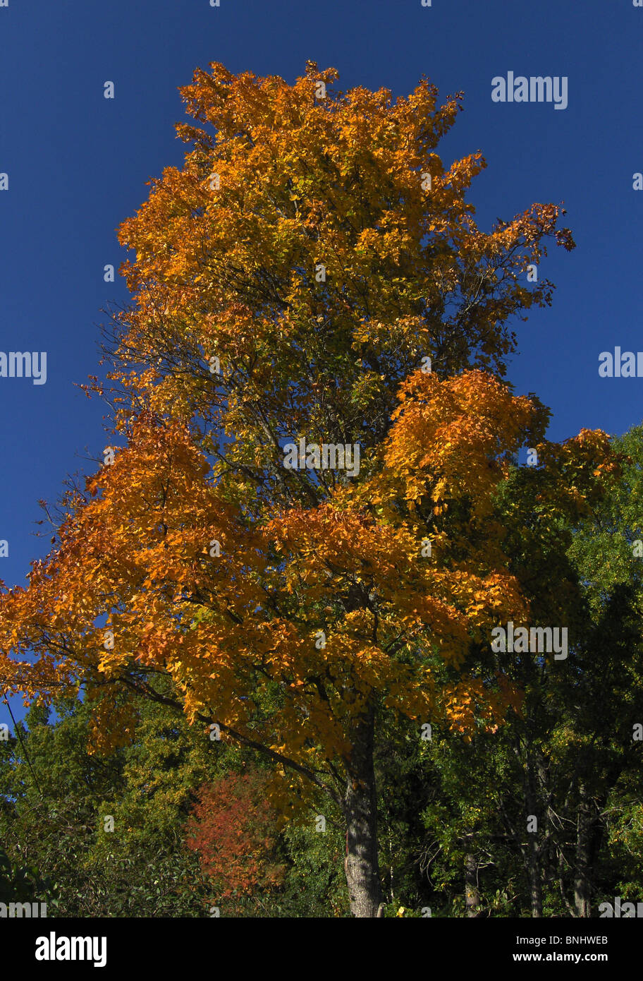 A maple against blue sky in the autumn Stock Photo - Alamy