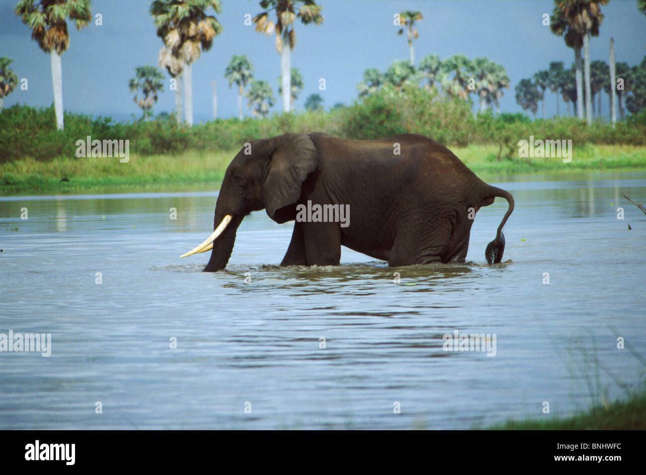 Elephant crossing the Rufiji River, Selous Game Reserve, Tanzania, East Africa Stock Photo