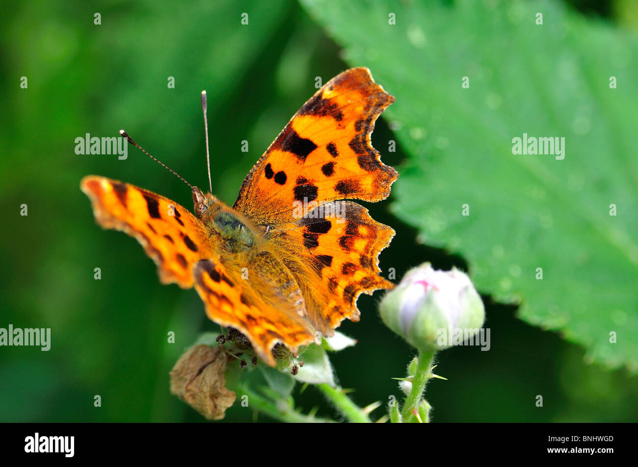 Comma Butterfly  Polygonia c-album Stock Photo
