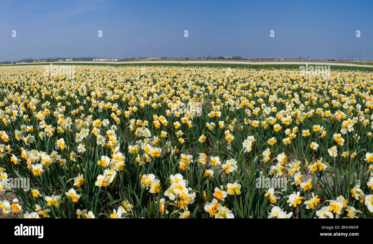 The Netherlands De Zilk Holland spring flowers tulips tulip field panorama white landscape scenery Stock Photo