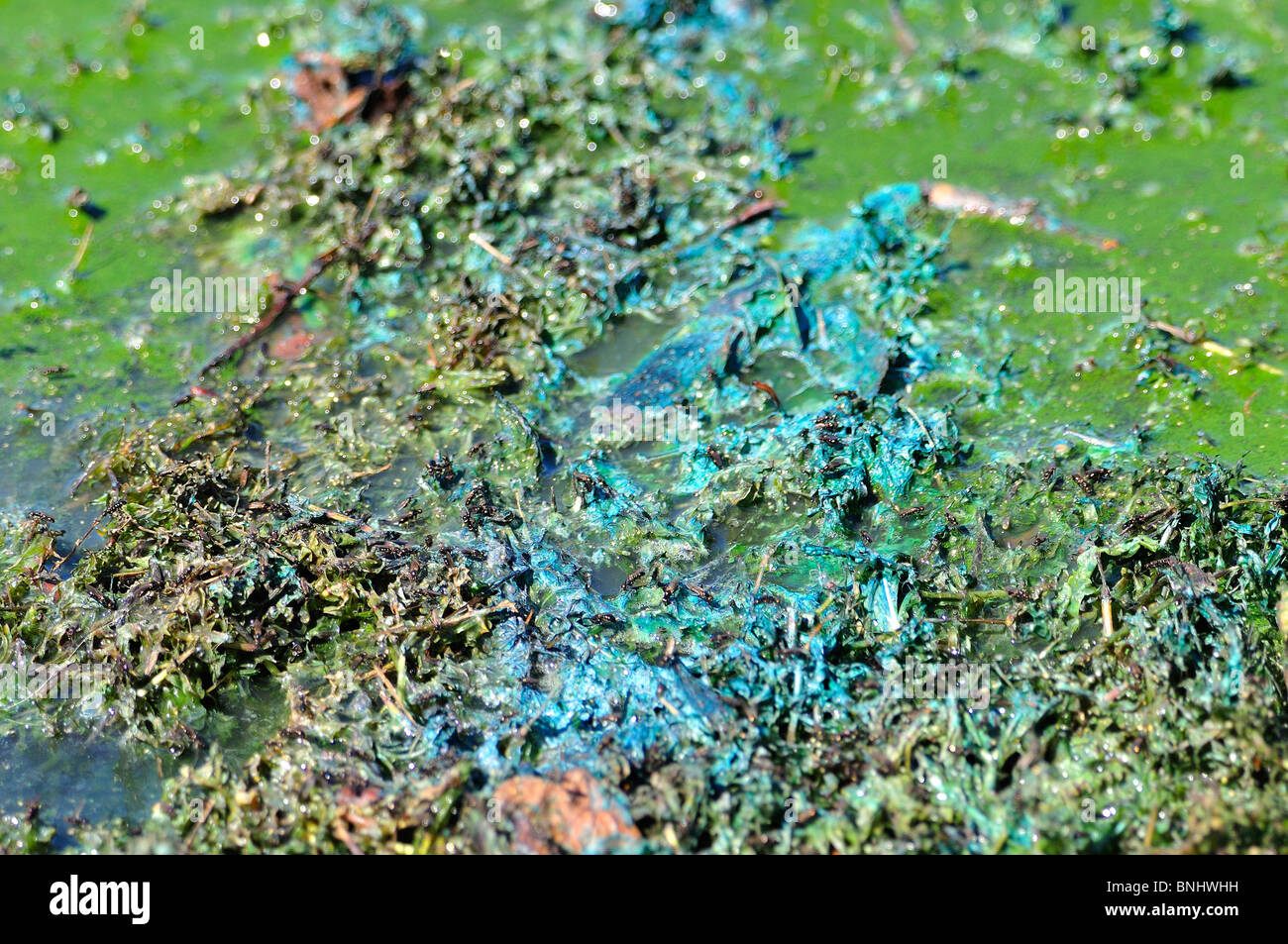 Blue green algae hires stock photography and images Alamy
