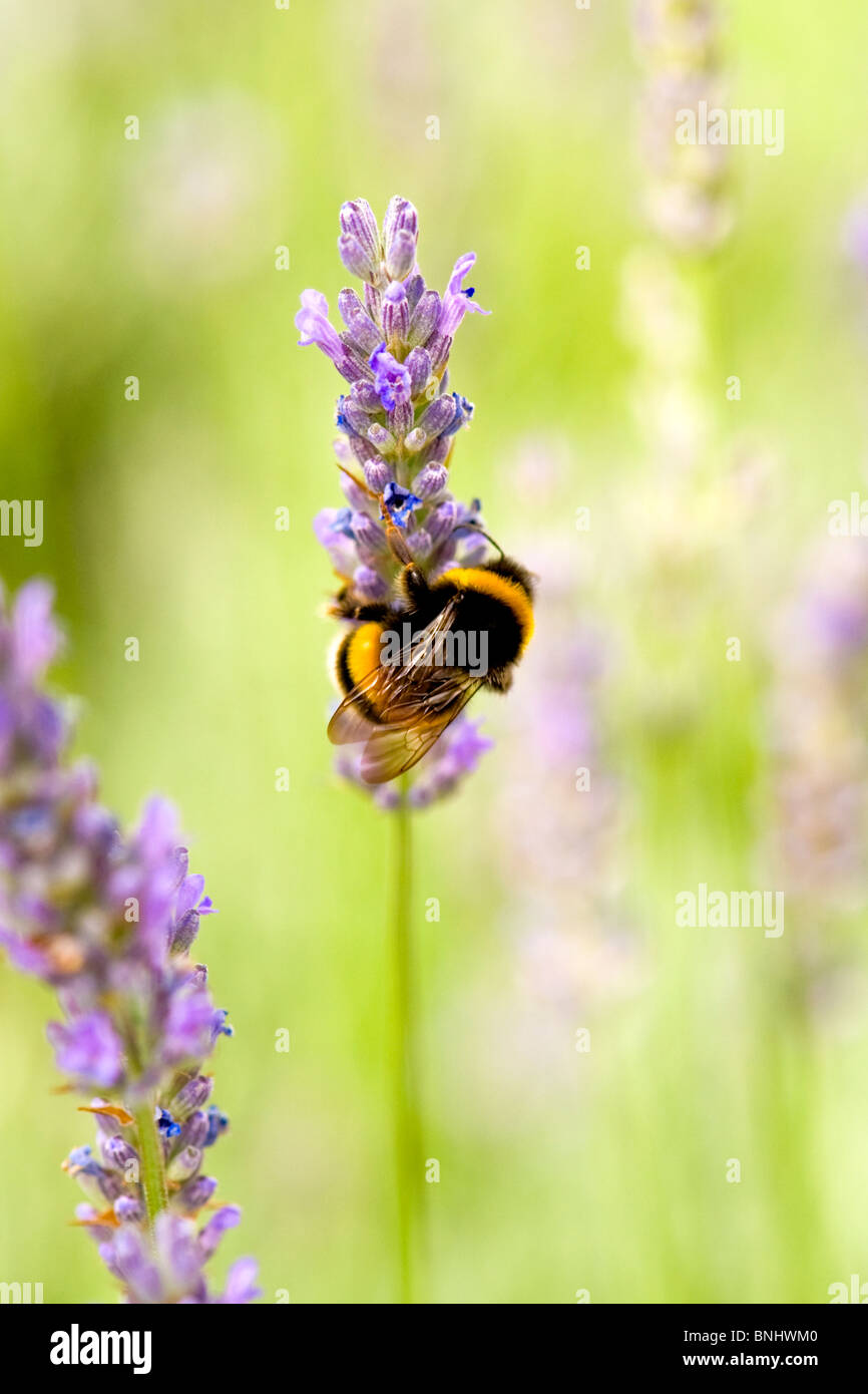 Close up of the common Garden Bumble Bee , Bombus Horturum , collecting ...