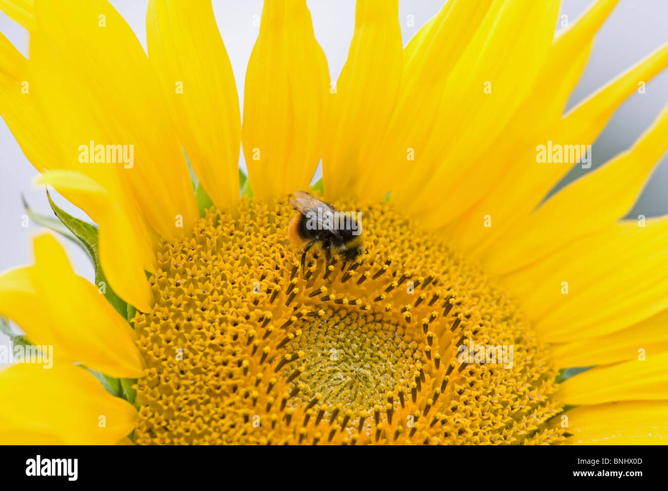 Sunflower with bee collecting pollen Stock Photo - Alamy