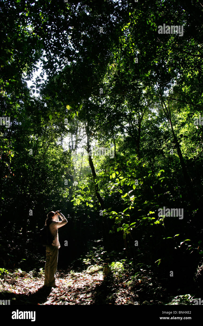 Woman standing in a rainforest and looking through binoculars, Rajah Sikatuna National Park, Bohol, Philippines Stock Photo