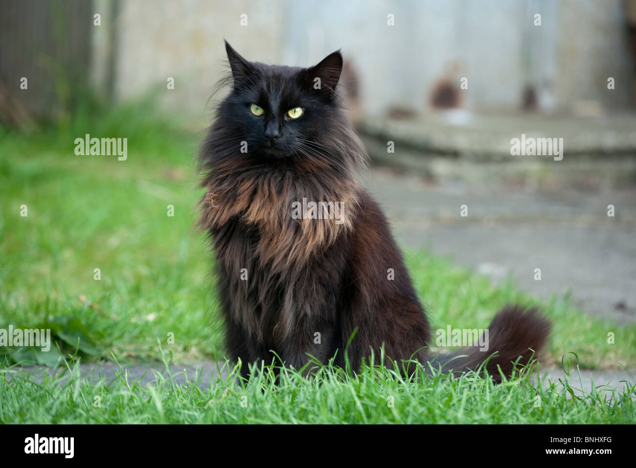 Long haired black cat hi-res stock photography and images - Alamy