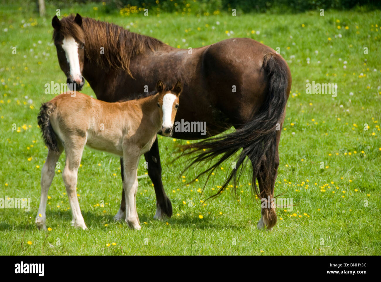 Mare foal horse scenery outdoors outside grass horse summer animal ...