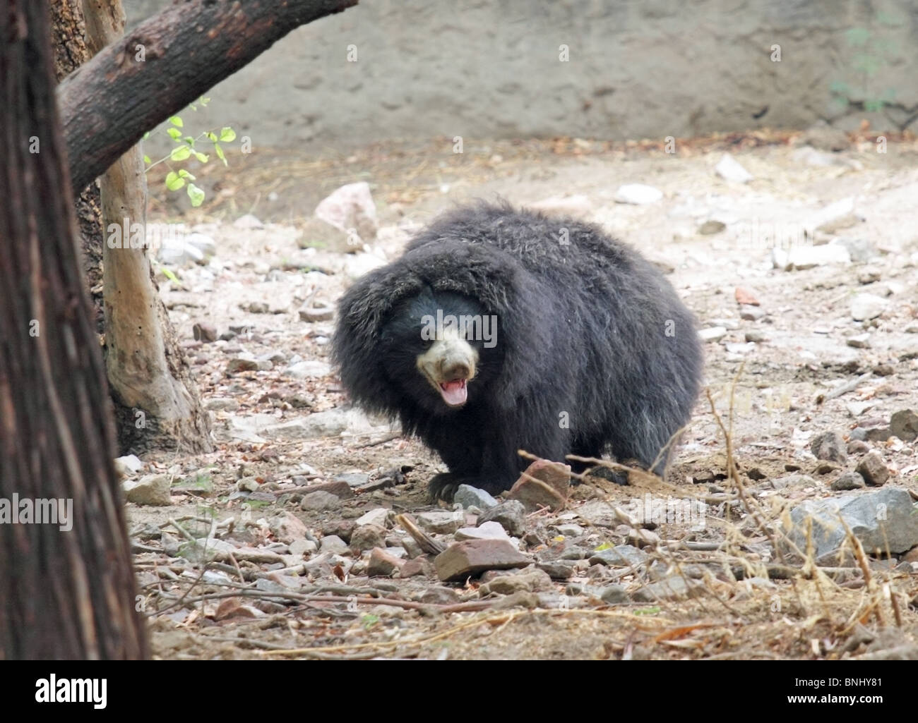 A Sloth Bear portrait shot taken in New Delhi Zoo, India Stock Photo
