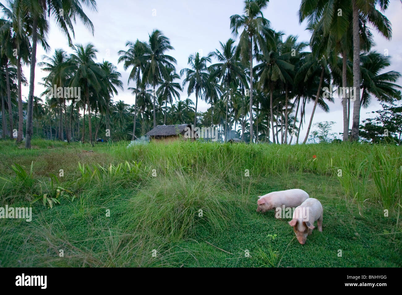Two piglets grazing on a small farm with a house in the background, Palawan, Philippines Stock Photo
