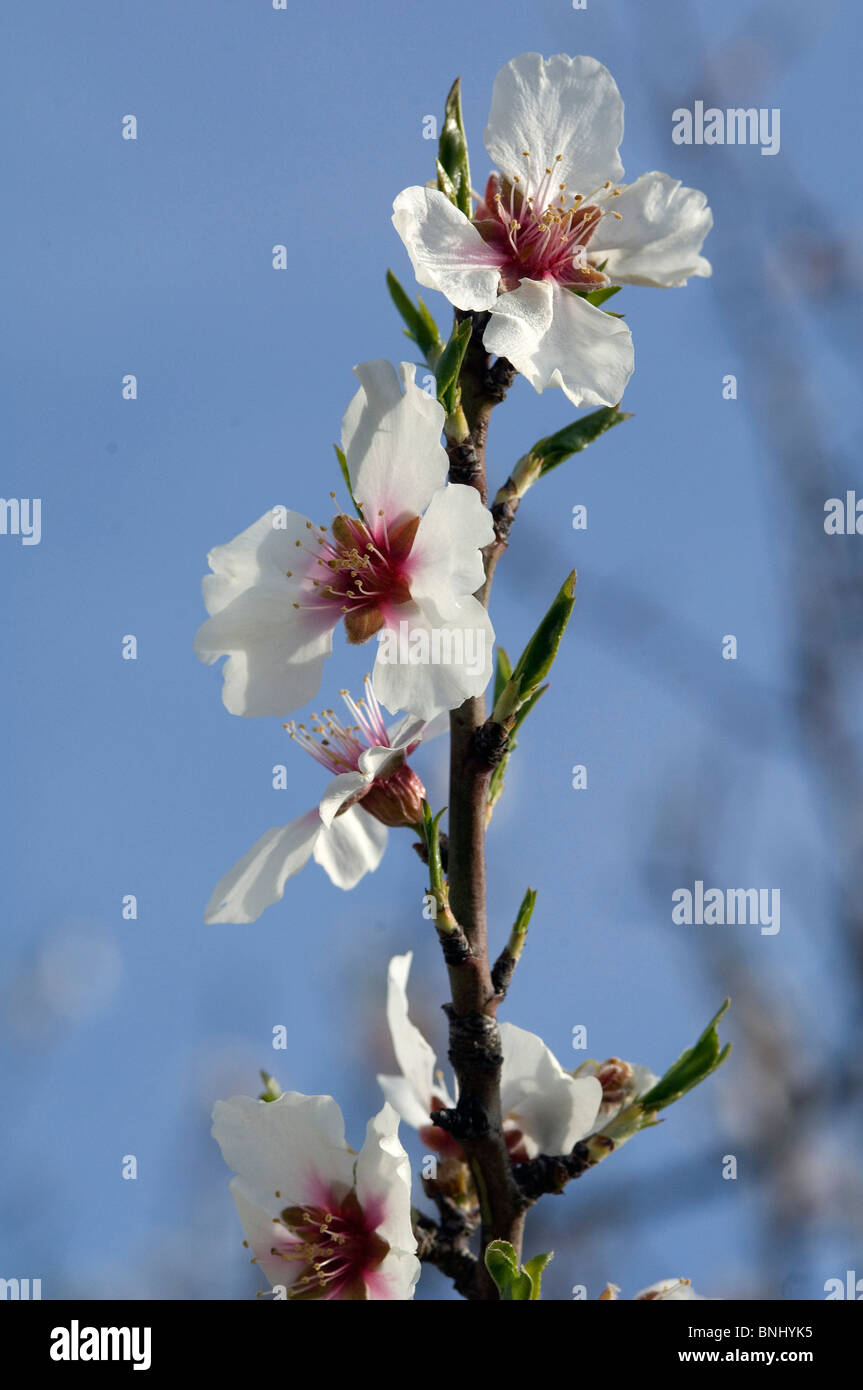 Almond tree Flowering Flowers Prunus dulcis Detail Close-up White Twig Branch Blossom Fruit tree Blossoming Nature Stock Photo