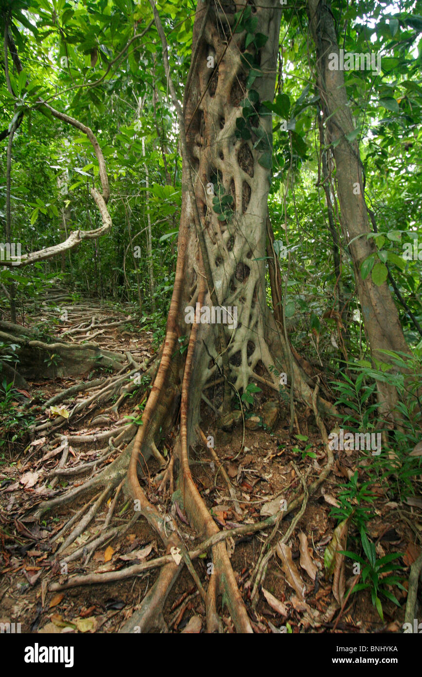 Tropical Rainforest Strangler Fig