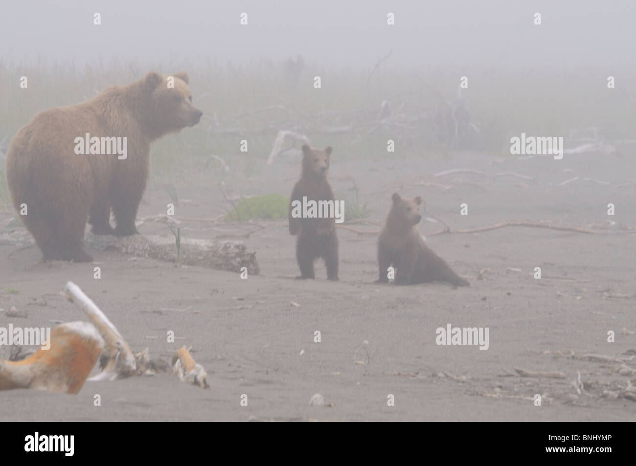 Stock photo of an alaskan coastal brown bear sow and two cubs standing ...