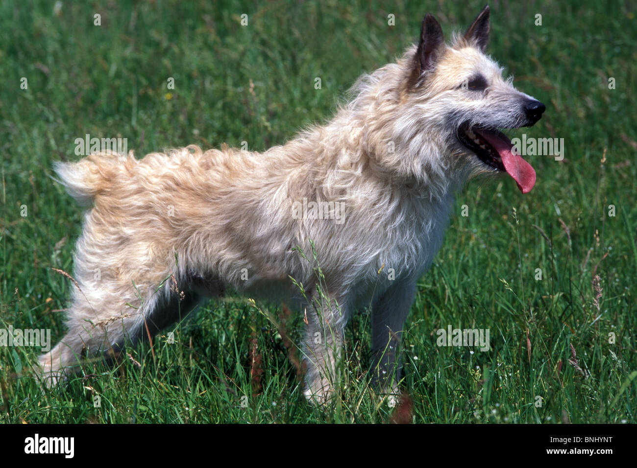 Bouvier des Ardennes Animal Animals Belgian breed pet domestic dog outside outdoors meadow Stock Photo