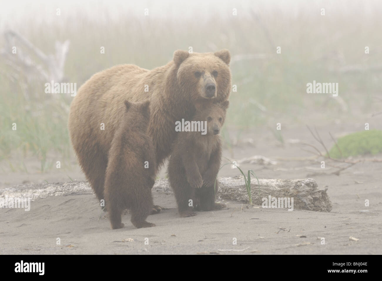 Stock photo of an alaskan coastal brown bear sow and two cubs standing ...
