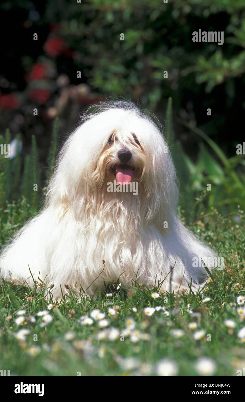 Coton de Tulear Umbrella - Prince Coton de Tulear Umbrella - Prince