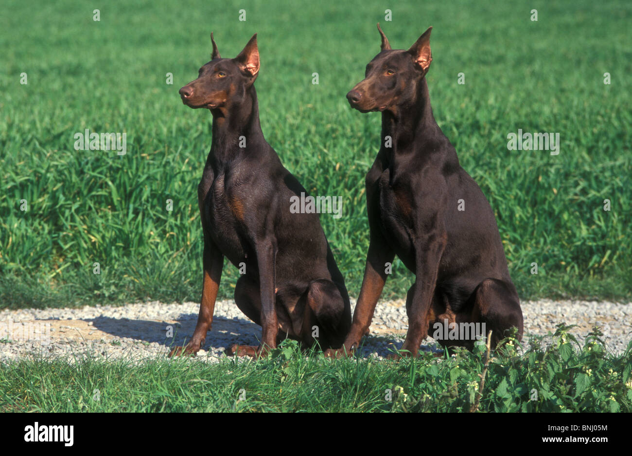 Dobermann Animal Animals breed pet domestic dog outside outdoors two dogs couple Stock Photo