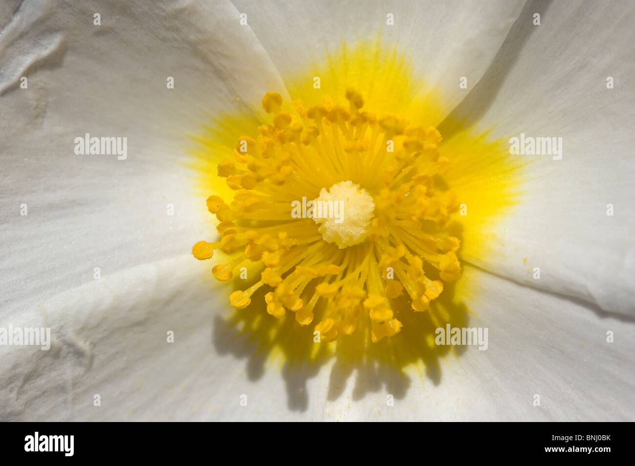 White Rock-Rose Helianthemum apenninum detail close-up white yellow flower flowers Stock Photo