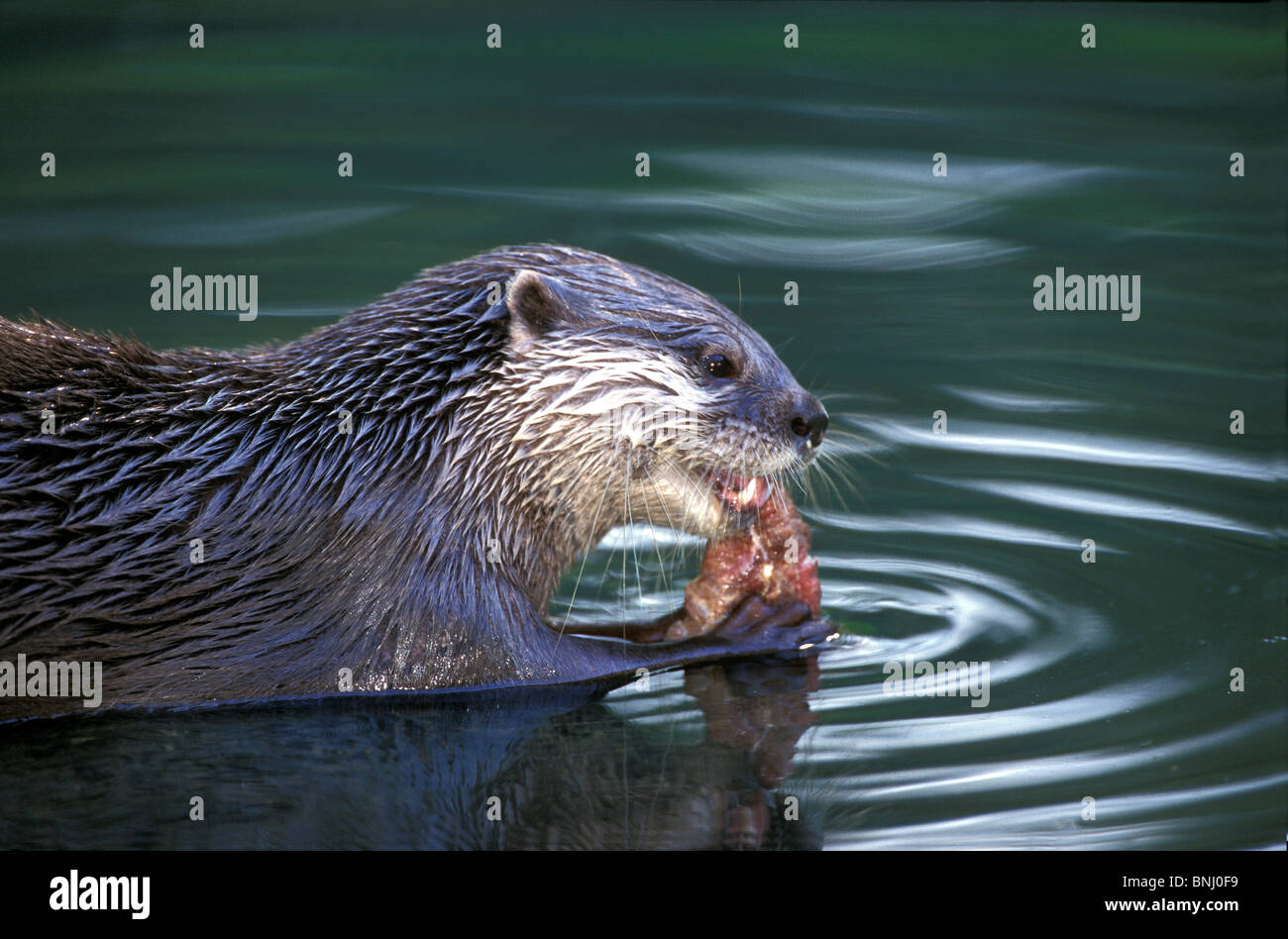 European otter Lutra lutra Animal Animals eating food fish water Stock Photo - Alamy European otter Lutra lutra Animal Animals eating food fish water Stock Photo - Alamy