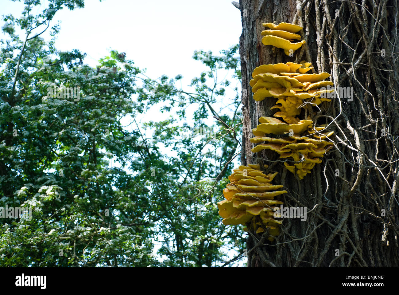 Bright yellow tree fungi, Oxfordshire, UK Stock Photo
