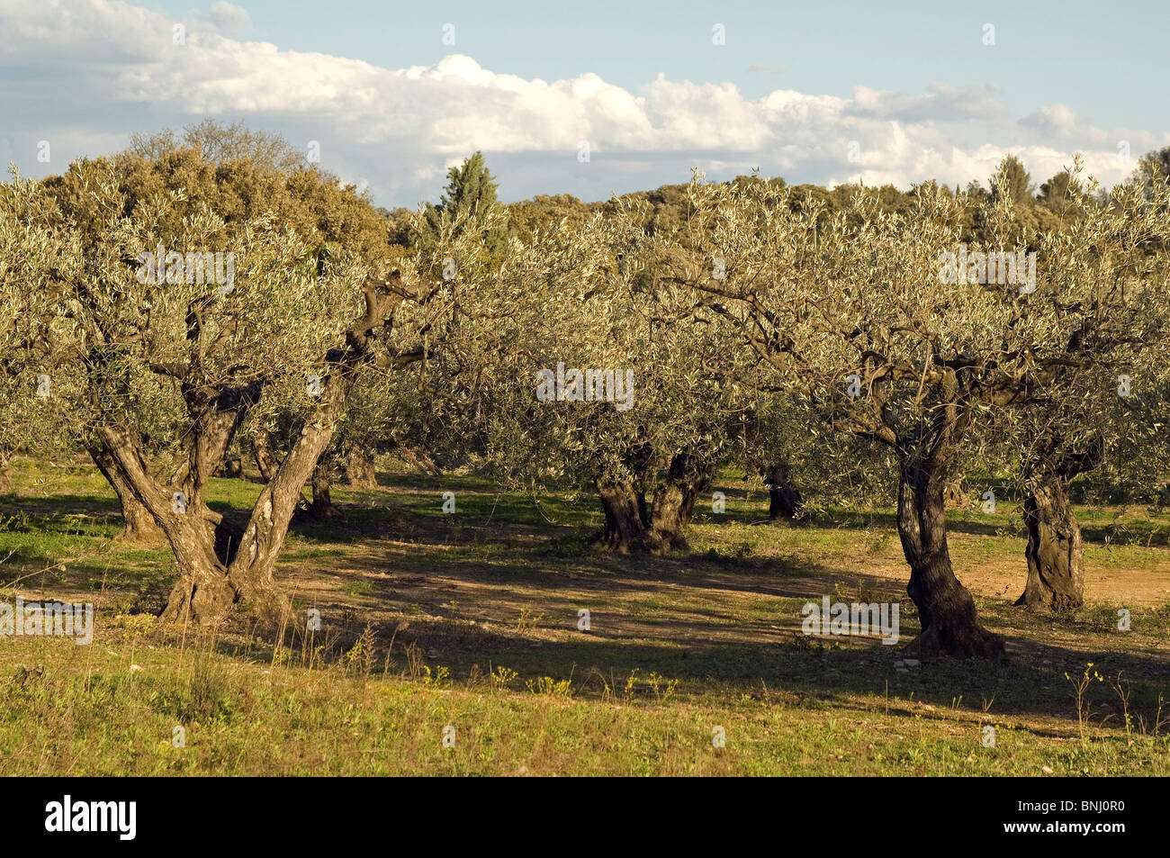 Olive Tree Olea europaea olive trees olives grove agriculture farming plantation Stock Photo