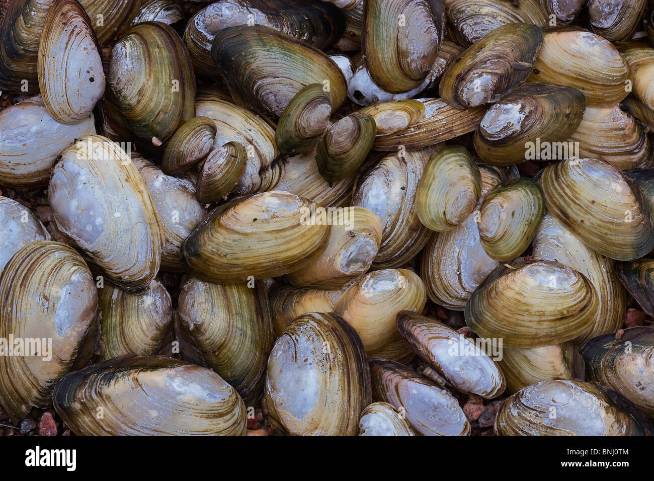 Backround Clam Closeup Collection Color Day Full Group Nature Clams