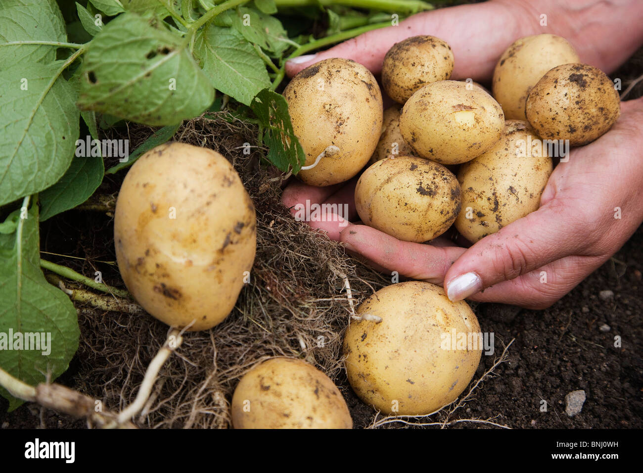 Carbo Carbohydrate Edible Enteral nutrion Feeding Food Food and diet Health Potato Potatoes