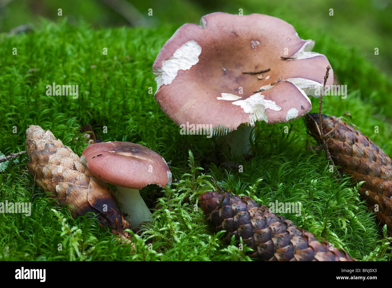 Russula decolorans Close-up Color Daytime Detail Forest Forests Fungi Fungus Mushroom Mushrooms Outdoor Moss Stock Photo