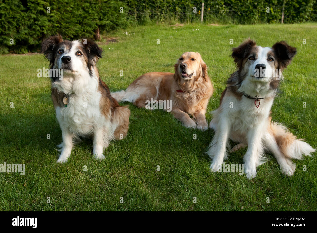 Dogs in a field Stock Photo Alamy