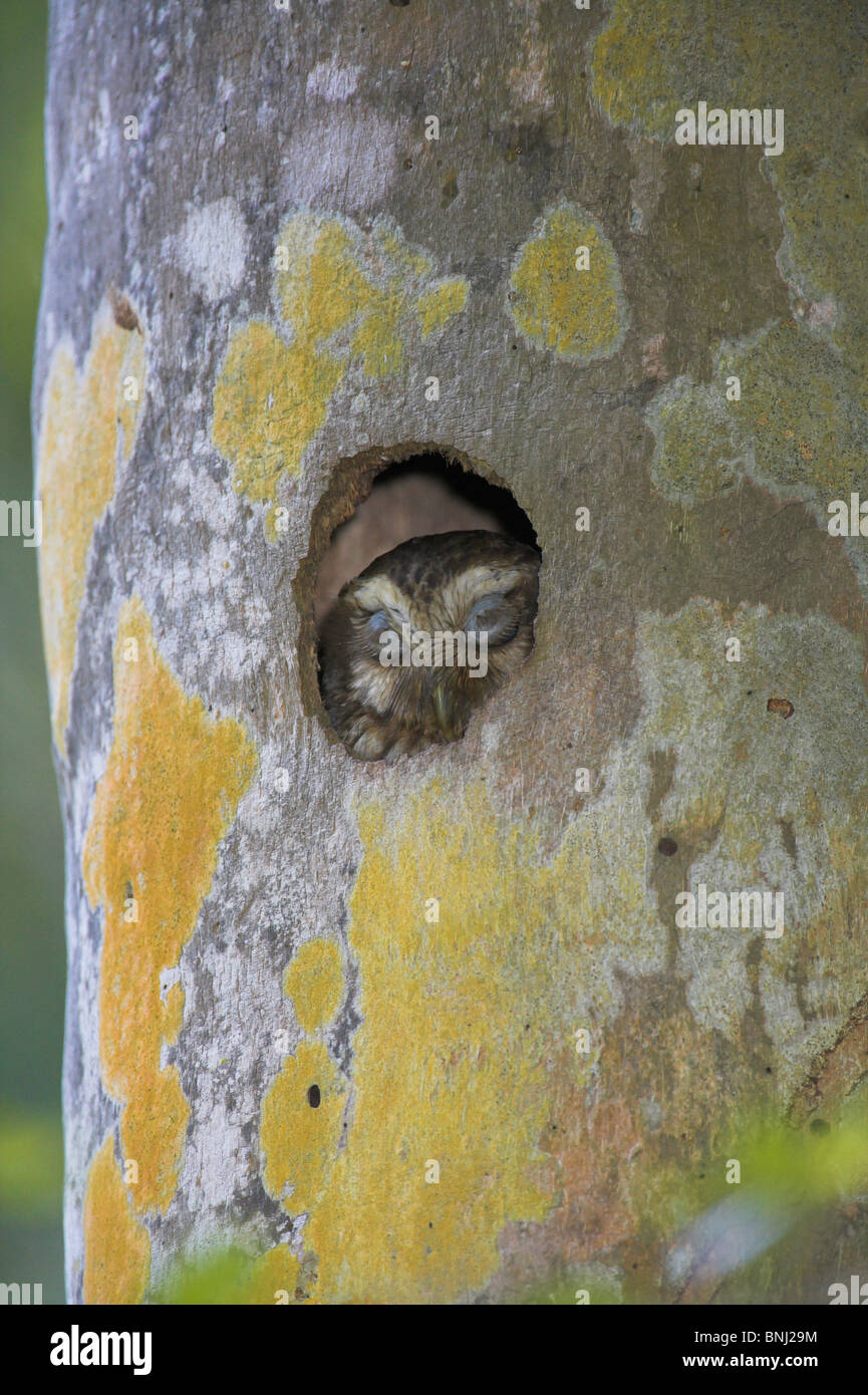 Cuban Screech-owl Gymnoglaux lawrencii at roost site in Zapata, Republic of Cuba in March. Stock Photo