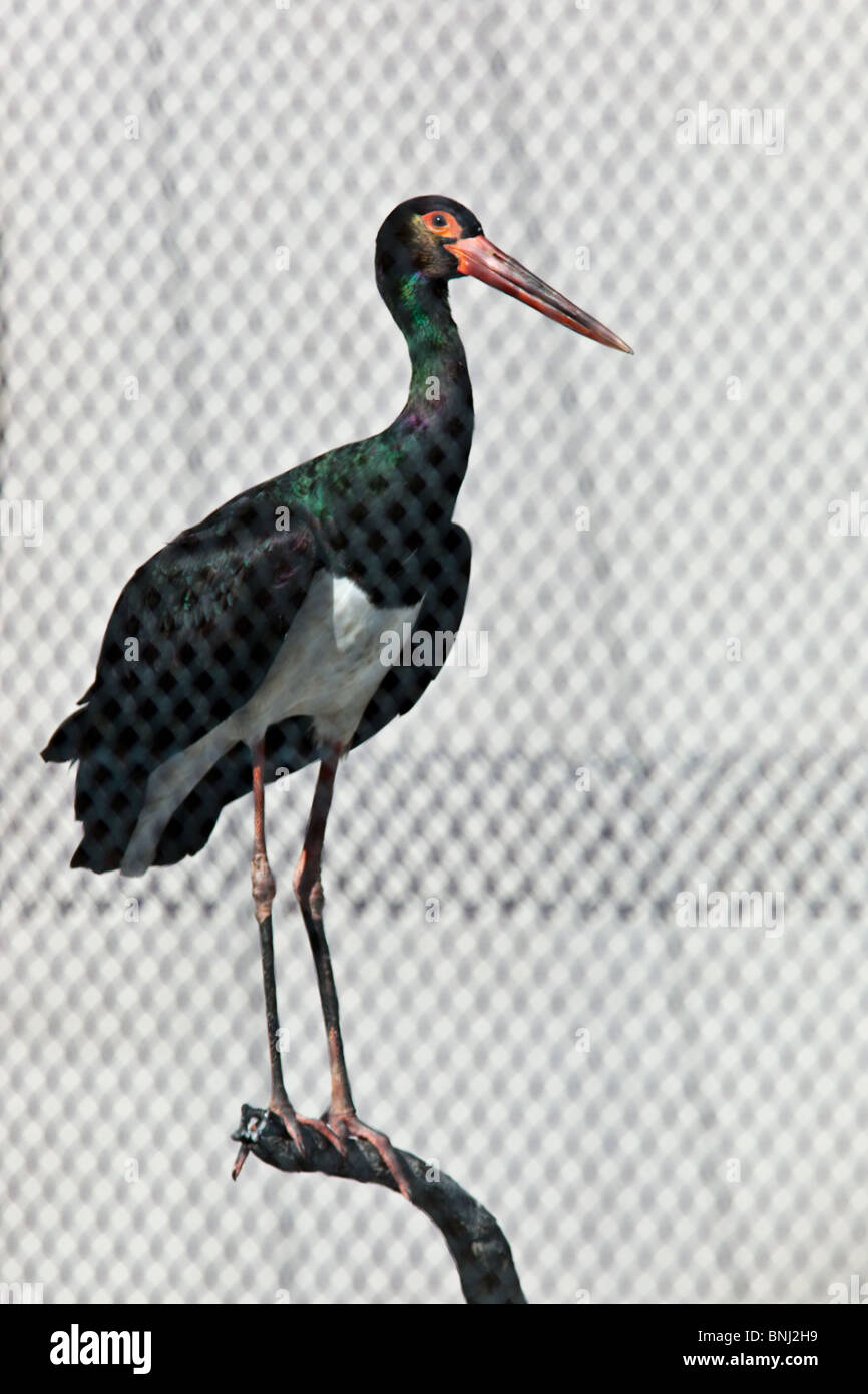 Black Stork, Ciconia nigra. The animal is in a zoo. Stock Photo