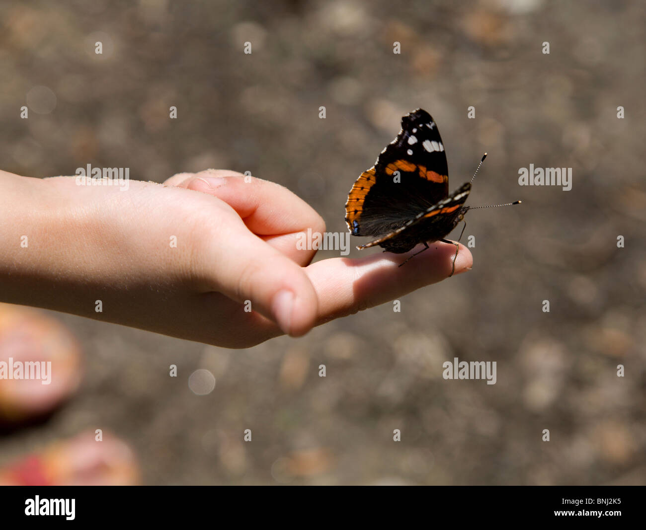 hand of child and butterfly Stock Photo